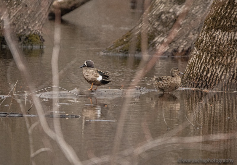 A Pair of Blue-winged Teals